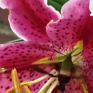 Meet your Posher, Tabitha